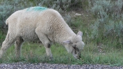PICTURES/Cedar Breaks National Monument - Utah/t_Sheep6.JPG